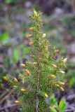 Juniperus communis