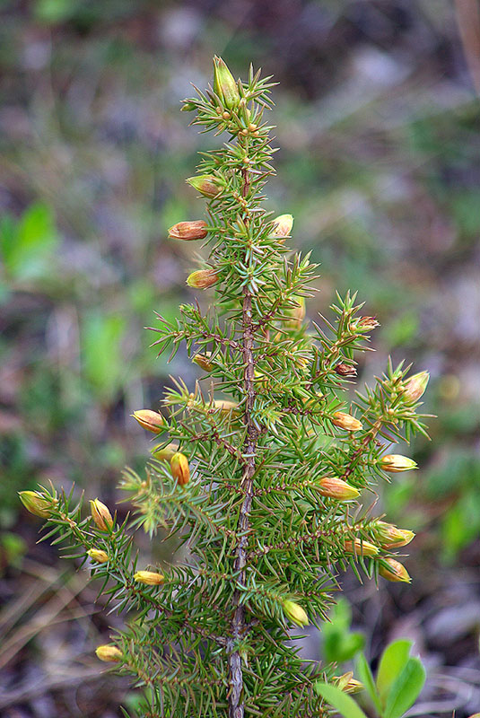 Изображение особи Juniperus communis.