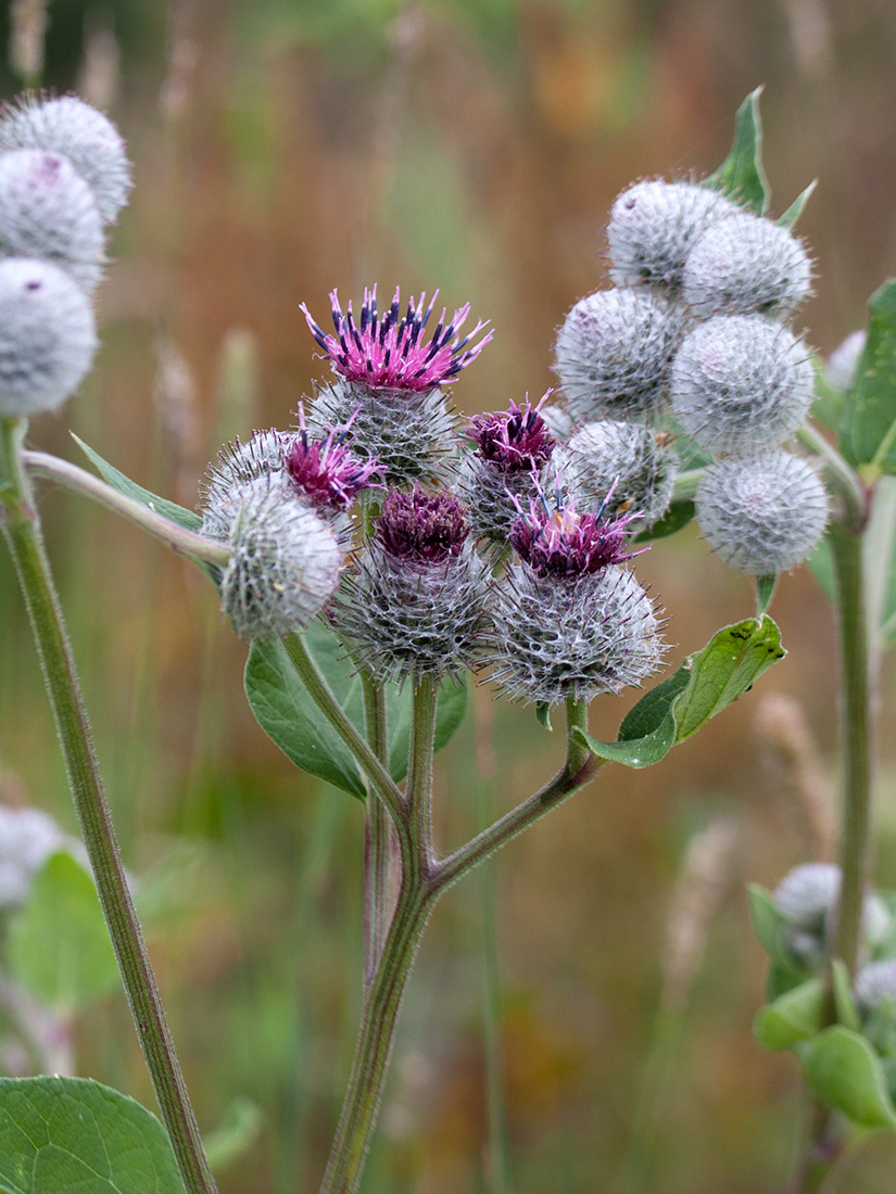 Изображение особи Arctium tomentosum.