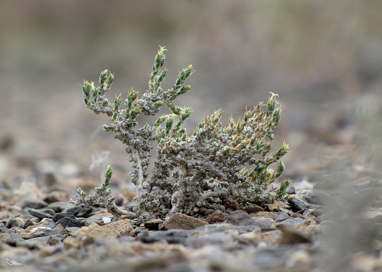 Изображение особи Nanophyton erinaceum ssp. karataviense.