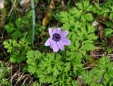 Anemone coronaria. Цветущее растение. Турция, национальный парк Олимпос-Бейдаглары, мыс Гелидония, каменистый склон. 04.01.2019.