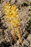 Orobanche alsatica