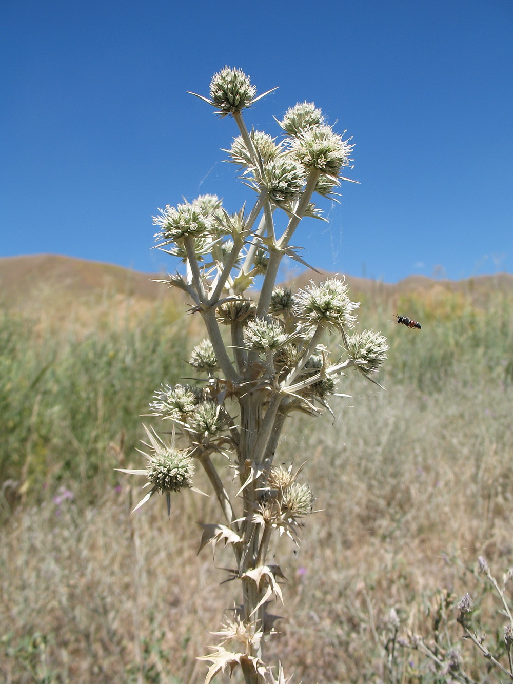 Изображение особи Eryngium macrocalyx.