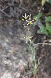 Eremogone gypsophiloides