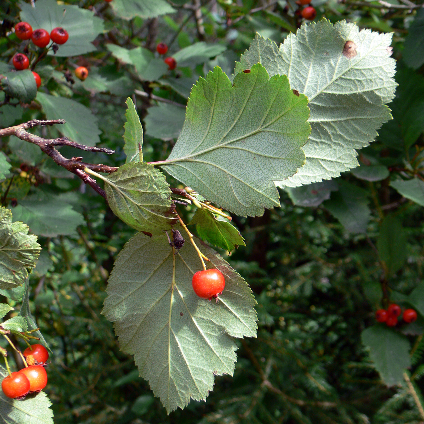 Image of Crataegus chlorocarpa specimen.