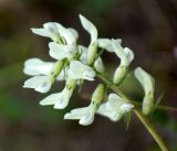Image of taxon representative. Author is Виктор Солодухин