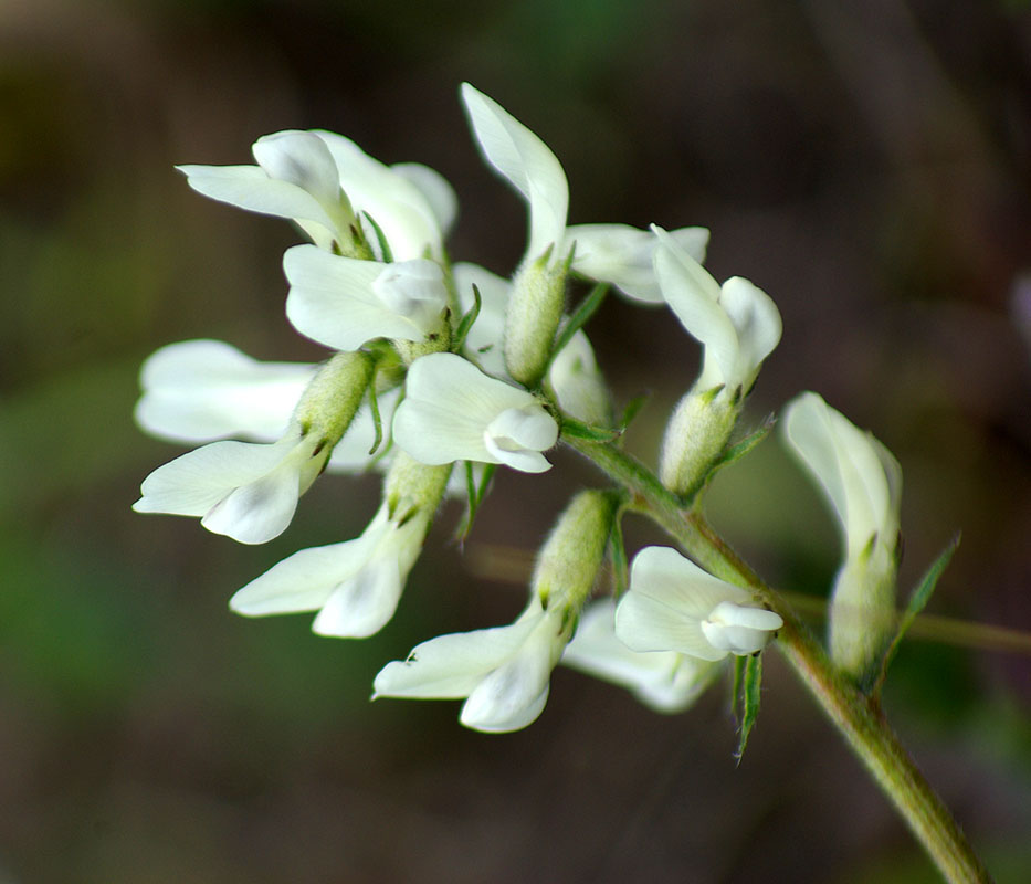 Изображение особи Oxytropis candicans.