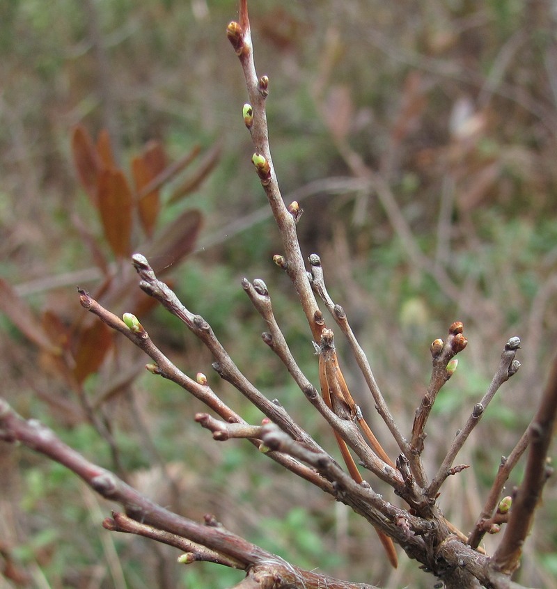 Image of Vaccinium uliginosum specimen.