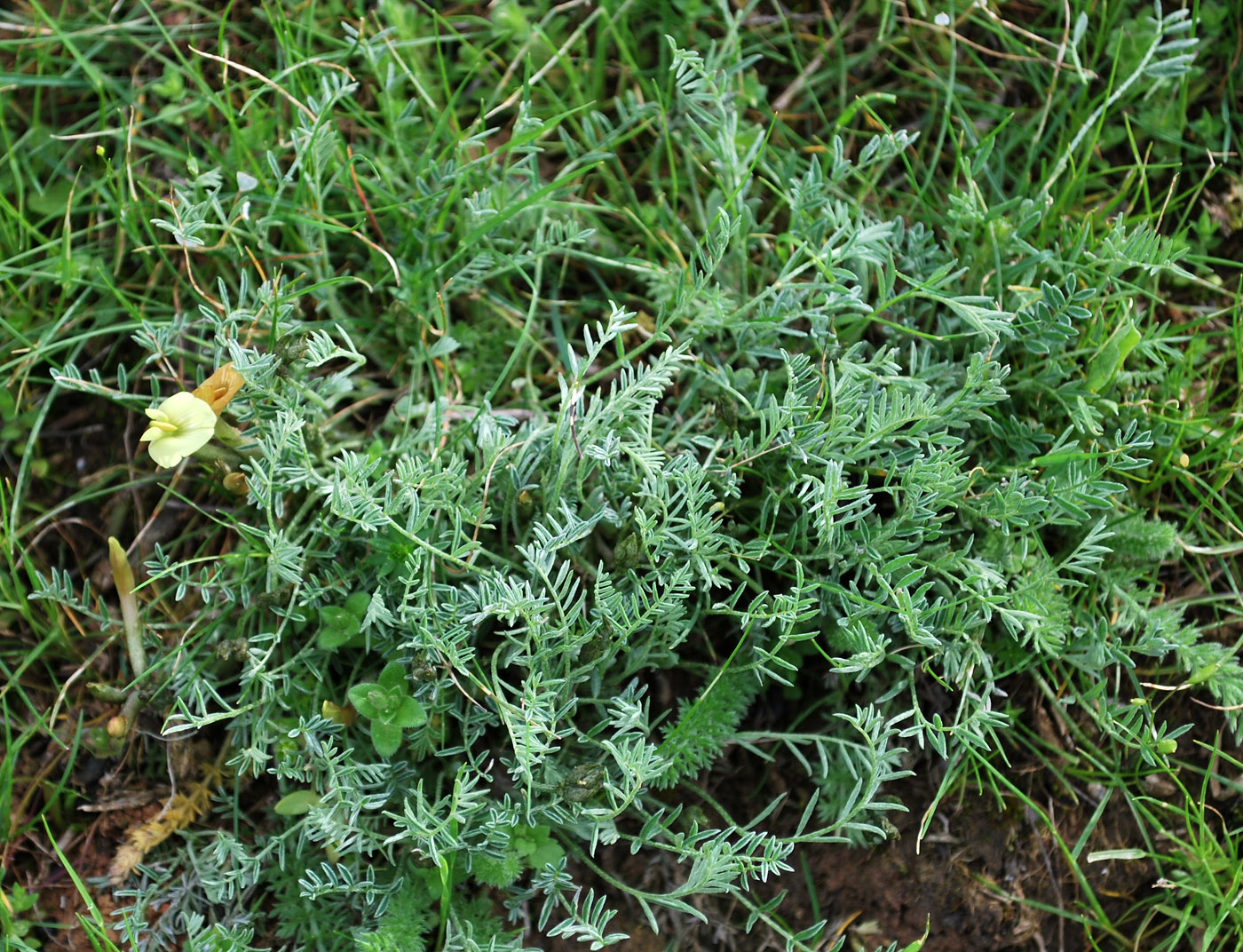 Image of Astragalus dianthus specimen.