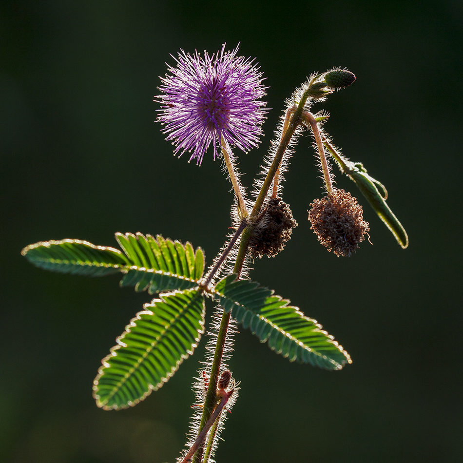 Изображение особи Mimosa pudica.
