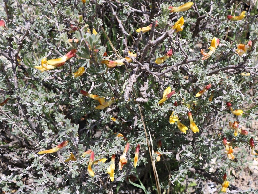 Изображение особи Caragana grandiflora.