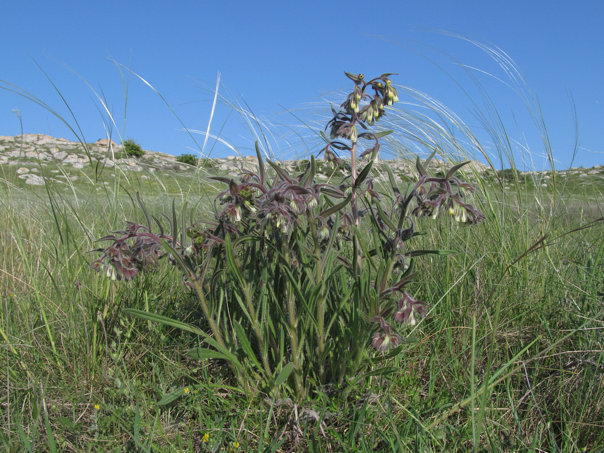 Image of Onosma tinctoria specimen.