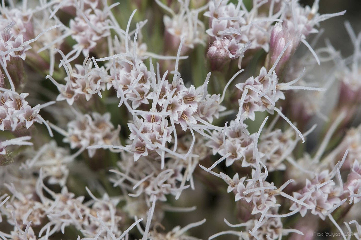 Изображение особи Eupatorium cannabinum.