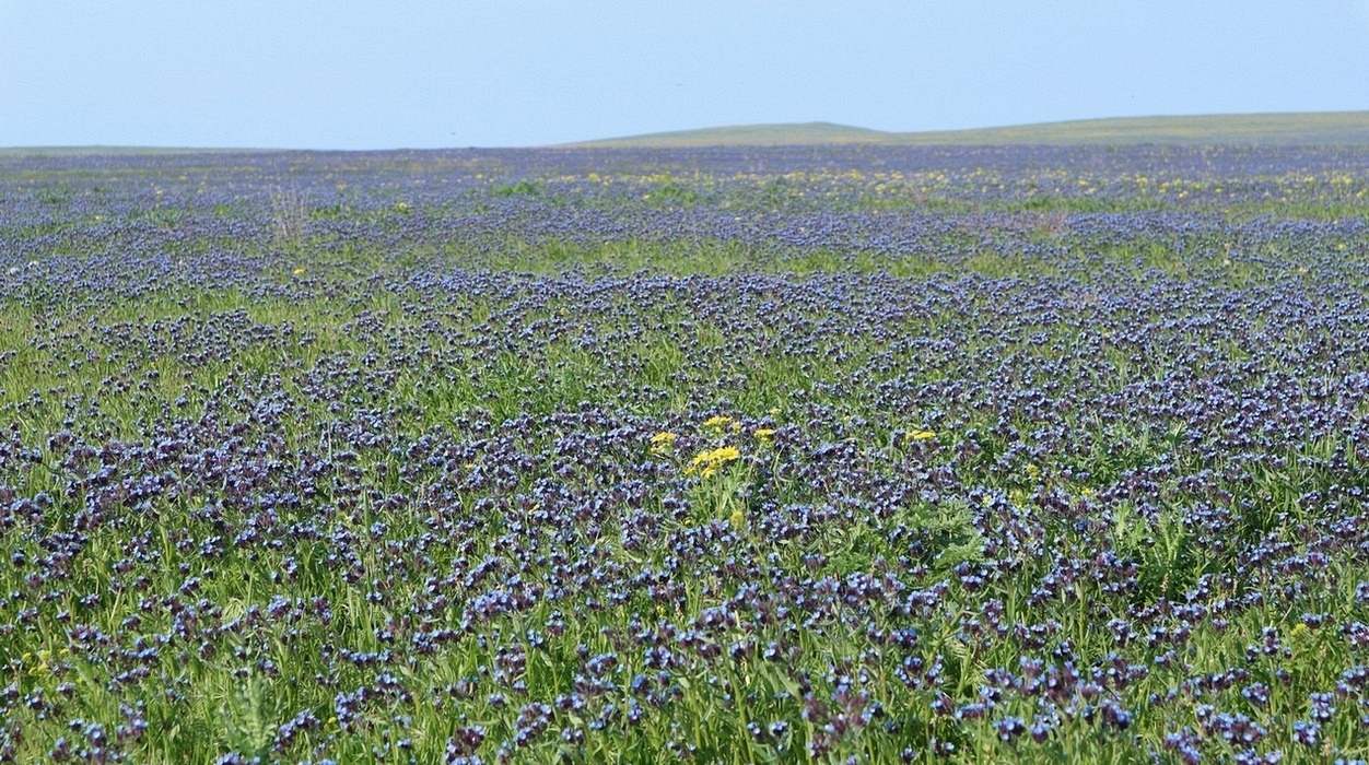 Image of Anchusa thessala specimen.