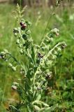 Cynoglossum officinale. Верхушка цветущего растения. Республика Алтай, Чемальский р-н, остепнённый луг-пастбище на скалистом правом берегу р. Катунь. 19.06.2010.