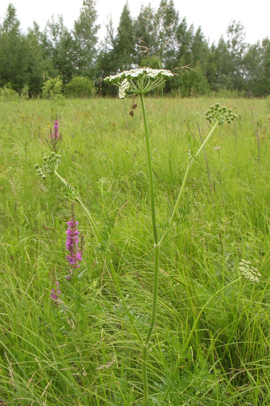 Изображение особи Selinum carvifolia.