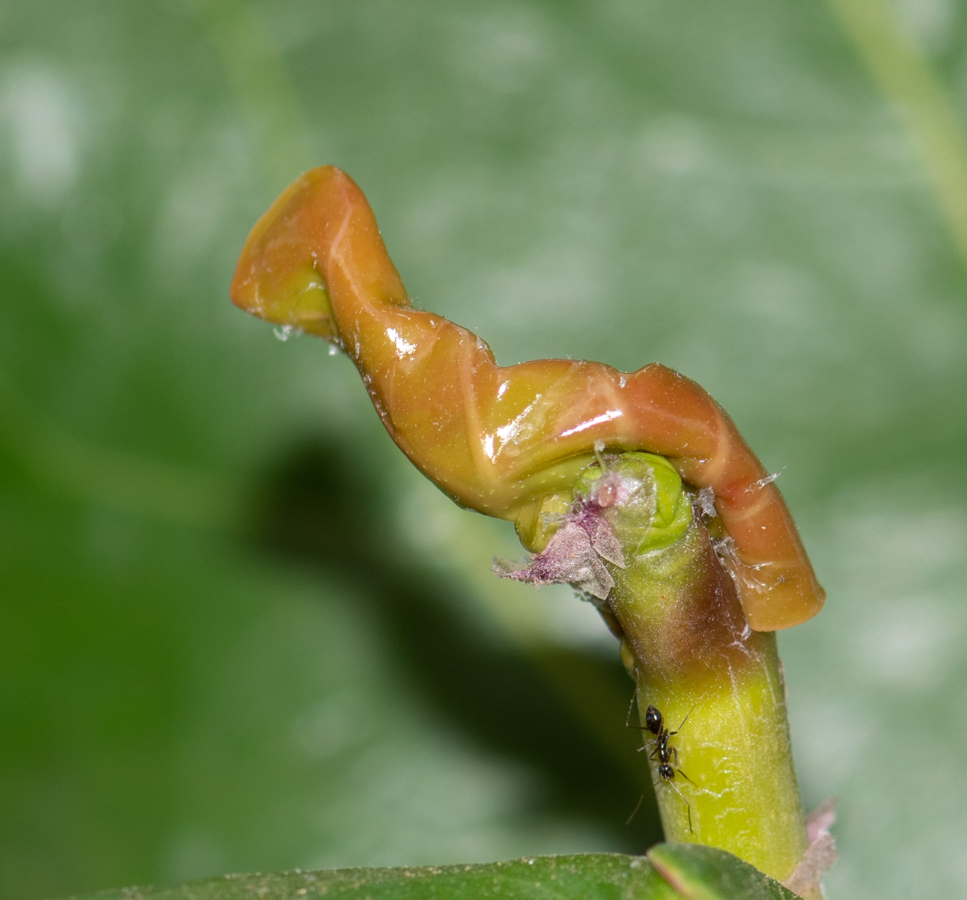 Изображение особи Coccoloba uvifera.