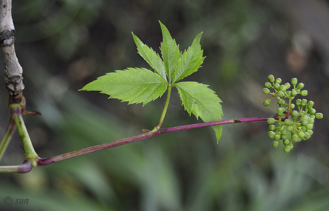 Image of Parthenocissus quinquefolia specimen.