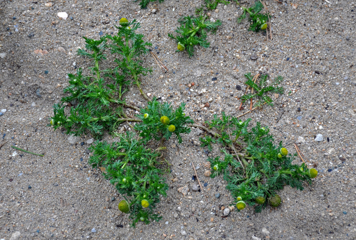 Image of Matricaria discoidea specimen.