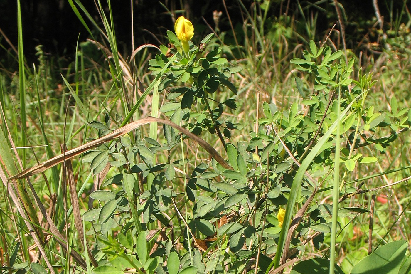 Изображение особи Chamaecytisus ruthenicus.