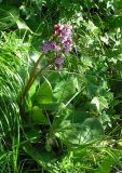 Bergenia crassifolia. Цветущее растение в кедровом лесу на скалах. Республика Алтай, Онгудайский р-н, пер. Семинский. 05.07.2010.