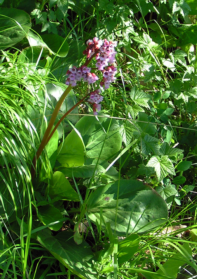 Изображение особи Bergenia crassifolia.