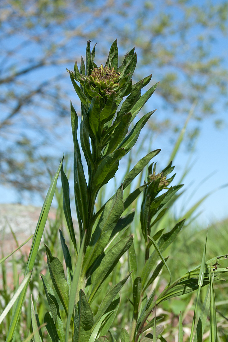 Image of Erysimum hieraciifolium specimen.