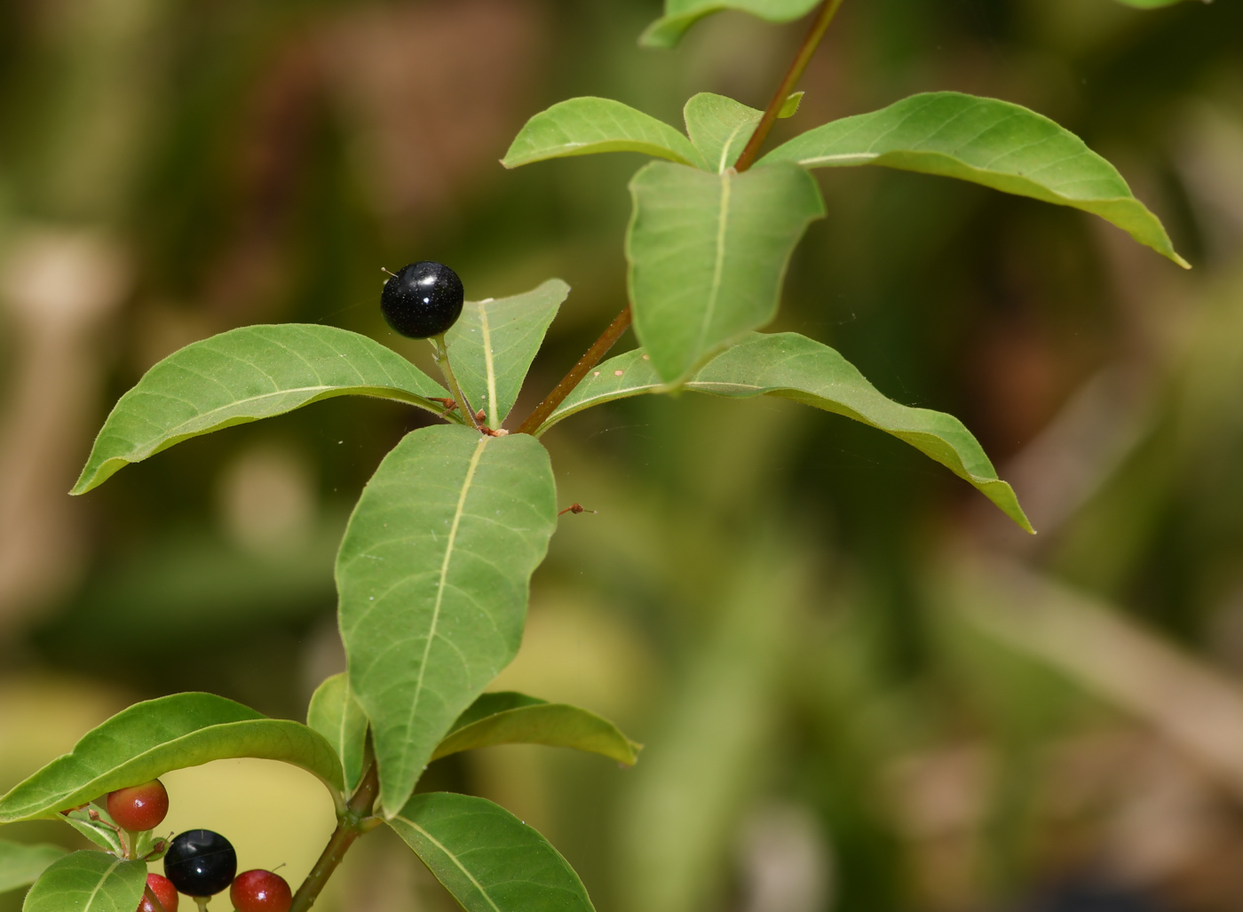 Изображение особи Rauvolfia tetraphylla.