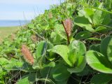 Salix arctica