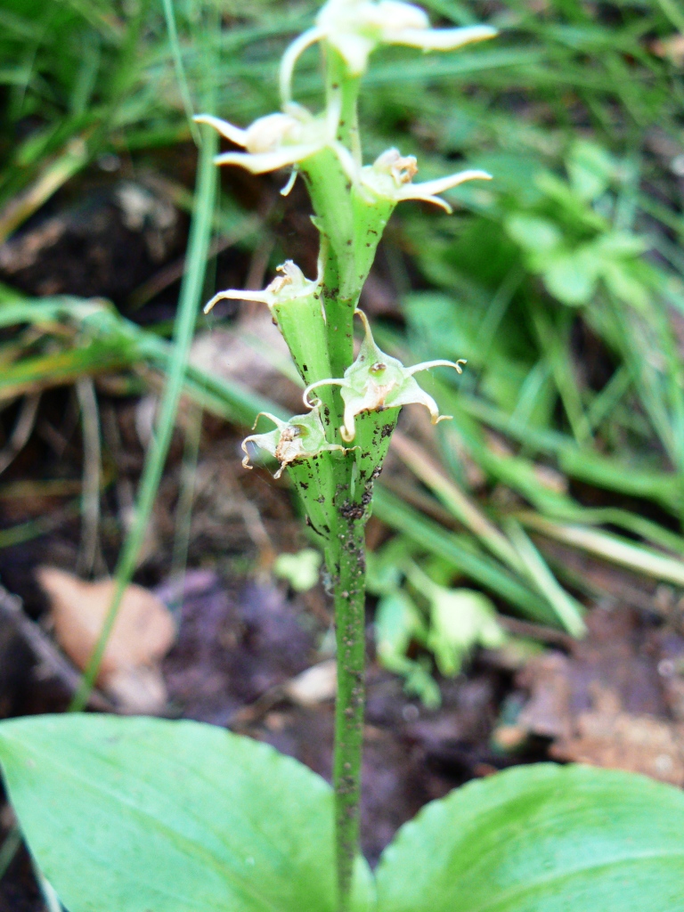 Image of Liparis japonica specimen.