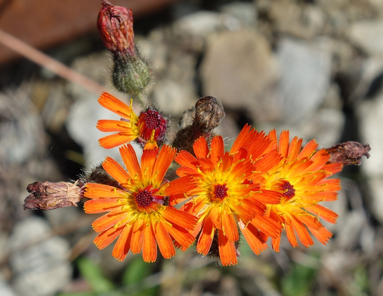 Image of Pilosella aurantiaca specimen.