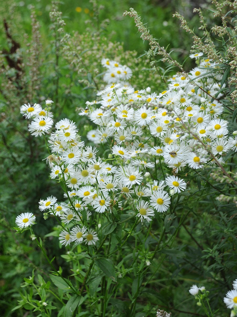 Image of Erigeron annuus specimen.
