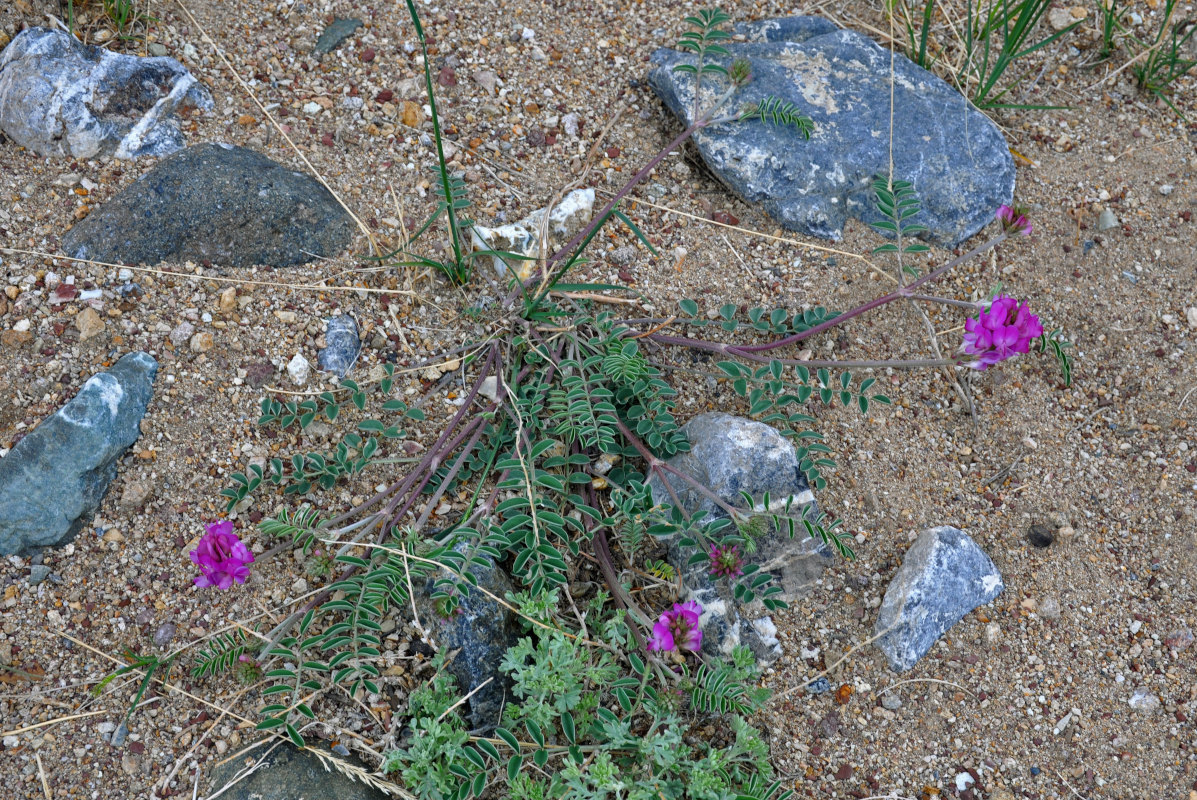 Image of Hedysarum gmelinii specimen.