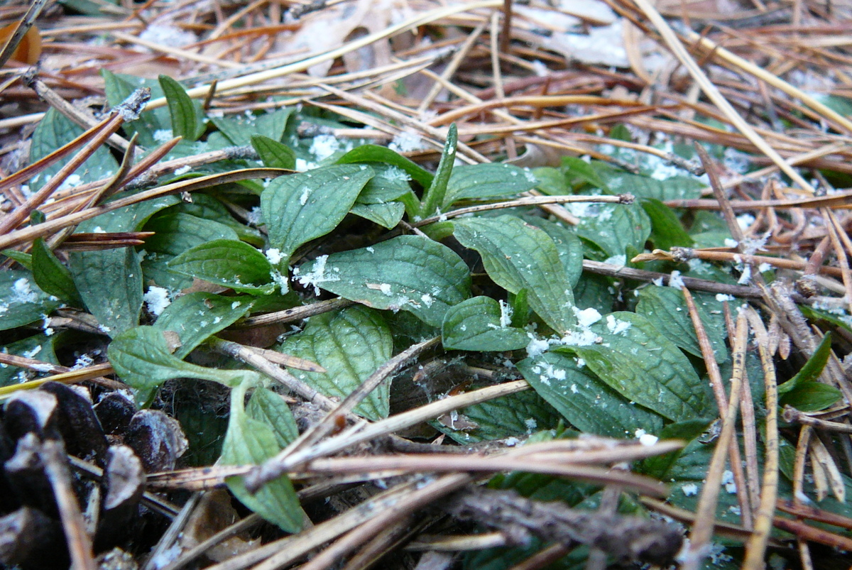 Изображение особи Goodyera repens.