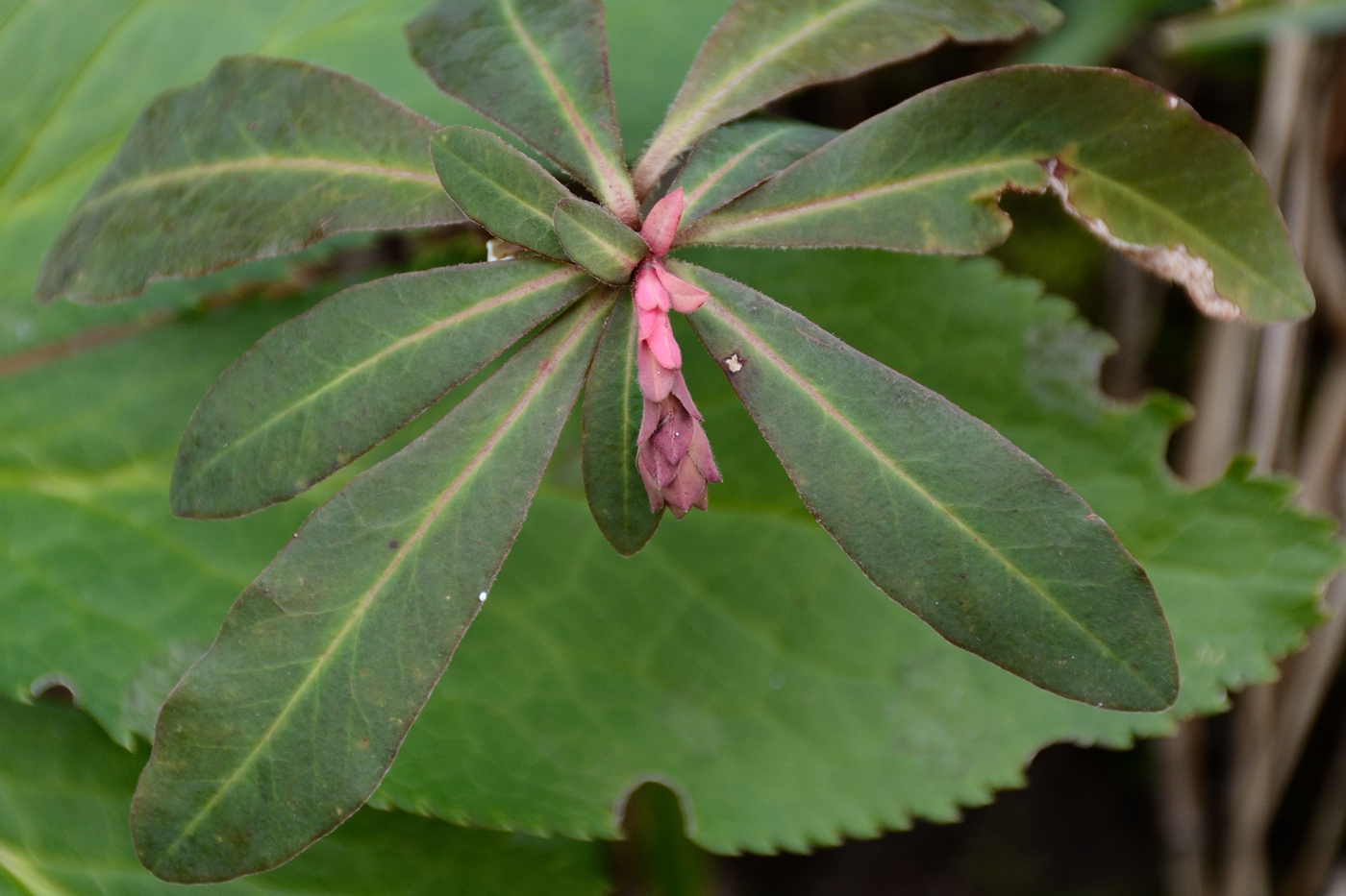 Изображение особи Euphorbia amygdaloides.