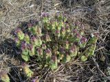 Lamium purpureum