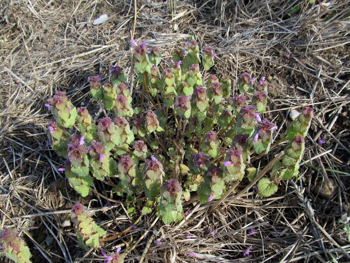 Image of Lamium purpureum specimen.