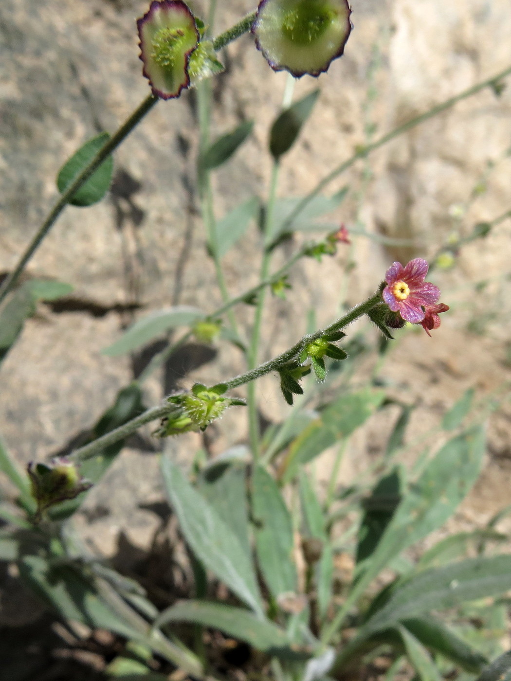 Изображение особи Paracaryum himalayense.