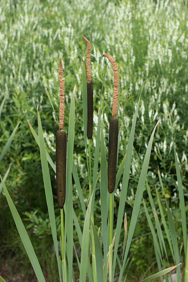 Изображение особи Typha latifolia.