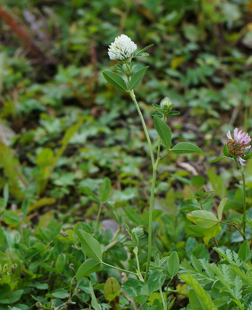 Изображение особи Trifolium pratense var. albiflorum.