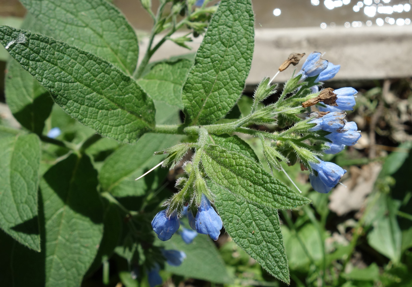 Image of Symphytum caucasicum specimen.