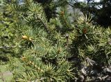 Picea schrenkiana. Веточки с молодыми побегами. Кыргызстан, Чуйская обл., Аламудунский р-н, Ала-Арчинское ущелье, северный уч. нац. парка. 27.05.2019.