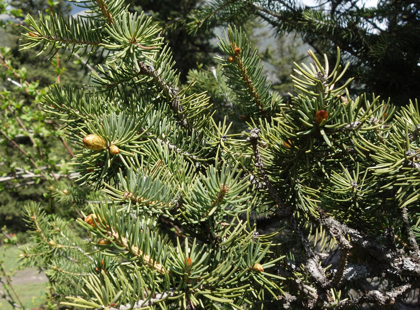 Изображение особи Picea schrenkiana.