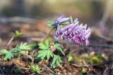 Corydalis solida. Цветущее растение. Ленинградская обл., Ломоносовский р-н, окр. пос. Лебяжье, берег Финского залива, поляна среди разреженного древостоя с преобладанием Pinus sylvestris. 11.04.2020.