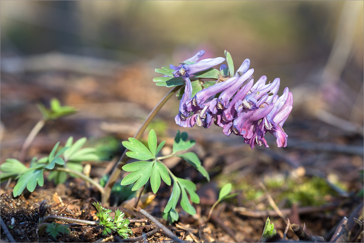 Image of Corydalis solida specimen.