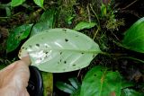 Anthurium supraglandulum