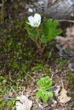 Rubus chamaemorus. Цветущее растение. Санкт-Петербург, Выборгский р-н, парк «Сосновка», заболоченный хвойно-мелколиственный лес. 25.05.2020.