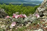 Convolvulus tauricus