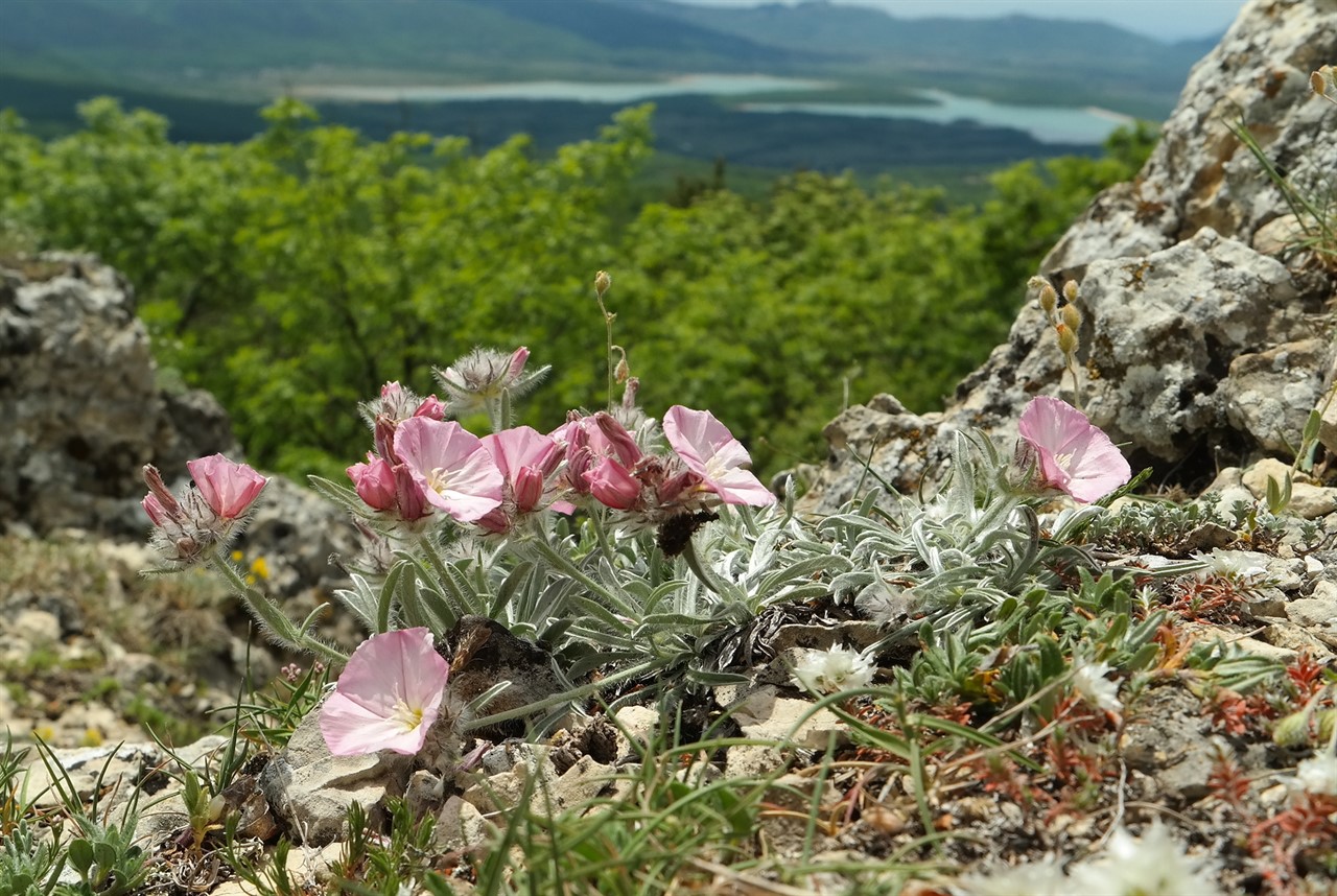 Изображение особи Convolvulus tauricus.