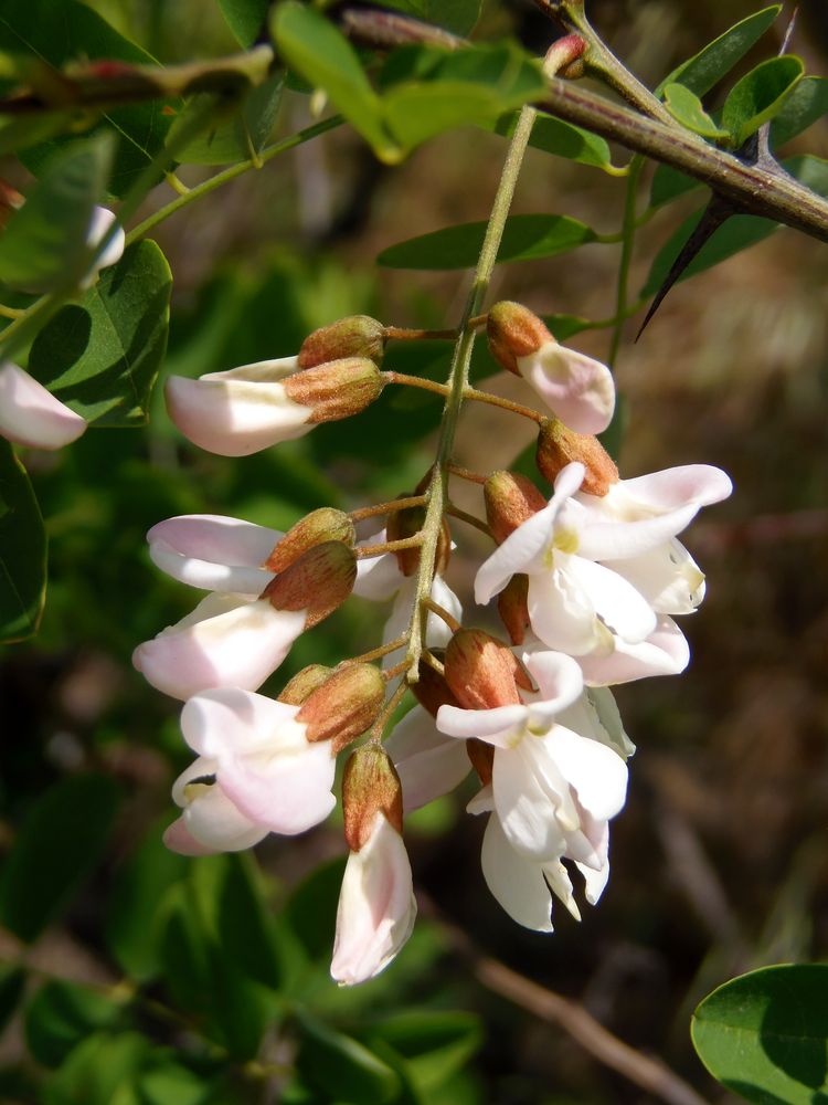 Image of Robinia pseudoacacia specimen.